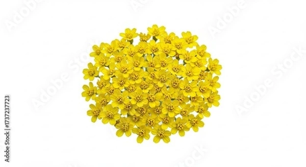 Fototapeta Bright Yellow Flower Petals Arranged in a Circular Pattern on White Background.