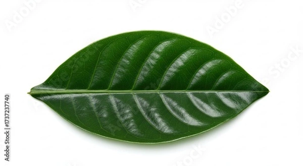 Fototapeta Close up of a vibrant green leaf isolated on white background.