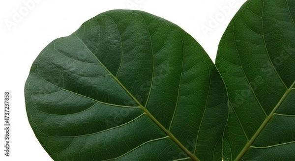 Fototapeta Close up of two large green leaves with visible veins on a white background.