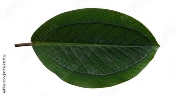 Fototapeta Close-up of a vibrant green leaf with detailed texture and veins.