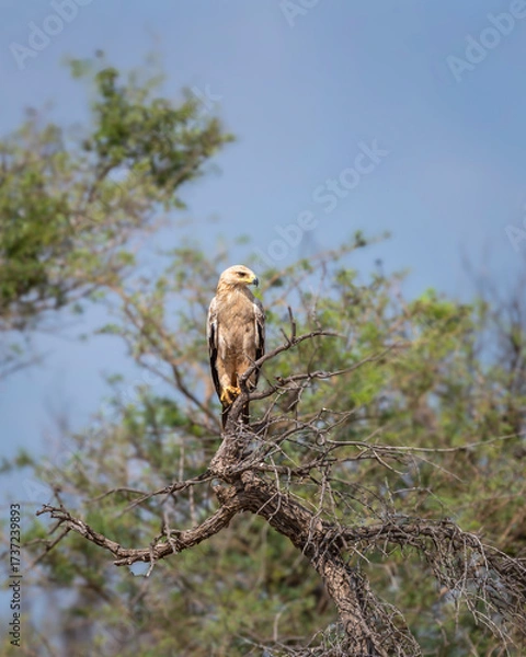 Fototapeta Tawny eagle or Aquila rapax bird of prey in natural green background perched on tree during earlhy winter migration at tal chhapar sanctuary rajasthan India