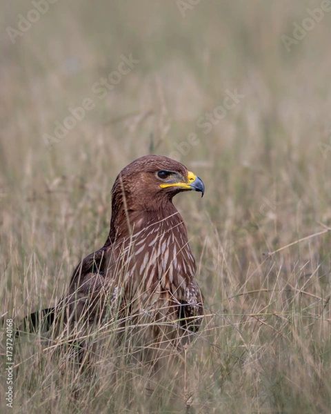 Fototapeta Wild Greater spotted eagle or Clanga clanga bird close up or portrait perched on ground in open grassland and winter season migration at tal chhapar blackbuck sanctuary churu rajasthan india