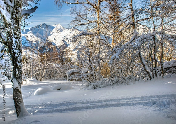 Fototapeta wood covered with fresh snow and mountain in the background in the French Alps