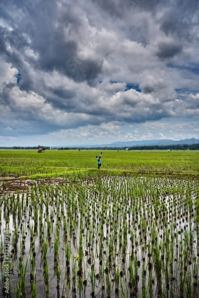 Fototapeta Indonesian rural landscape with a farmer walking through flooded rice fields