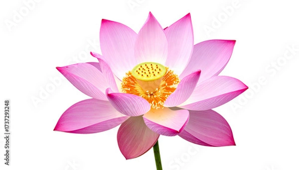 Fototapeta Pink lotus flower in full bloom with delicate petals, isolated on white background, png