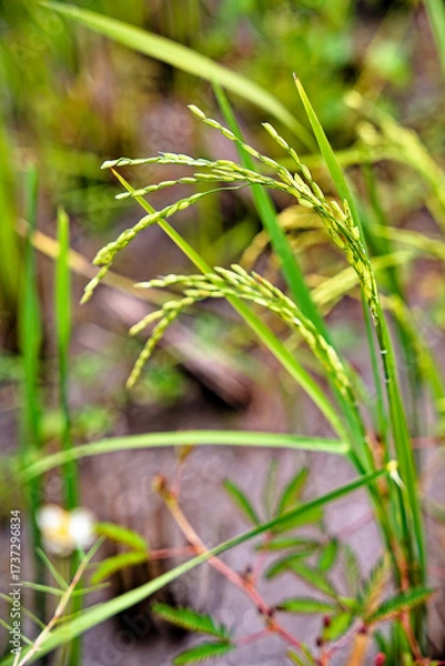 Fototapeta Still green rice ears in the rice fields of Pangandaran