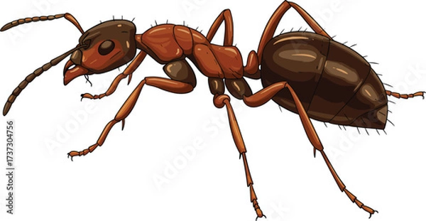Obraz Realistic ant vector illustration, detailed insect anatomy, segmented body design, educational biology image, entomology reference, scientific animal drawing