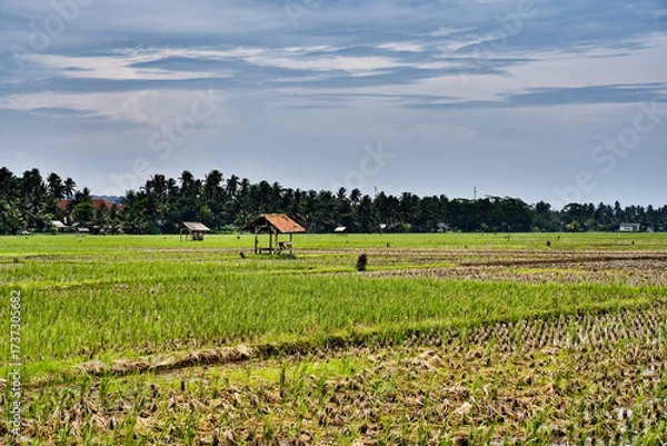 Fototapeta Peaceful landscape of rice fields under a bright sky of clouds