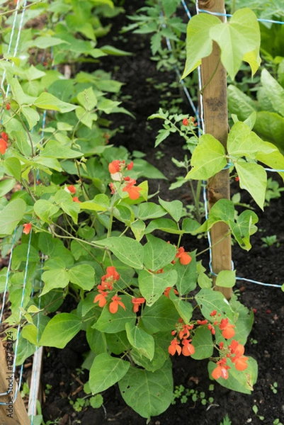 Fototapeta Scarlet runner beans growing in home garden with wooden stakes and string