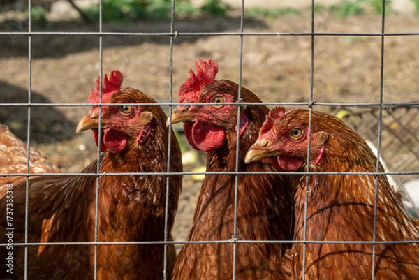 Fototapeta There are three brown chickens located behind a sturdy wire fence