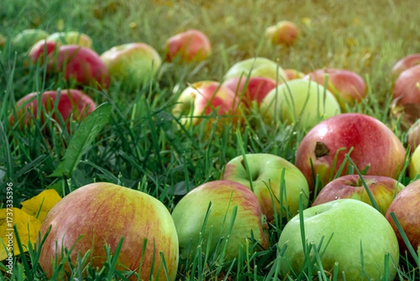 Fototapeta Many fallen red apples in green grass. Autumn background