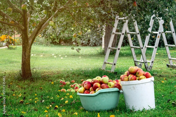 Obraz In the grass under a tree stand two buckets filled with fresh apples. The harvest is in the fall.