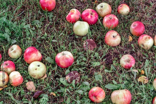 Fototapeta Many fallen red apples in green grass. Autumn background