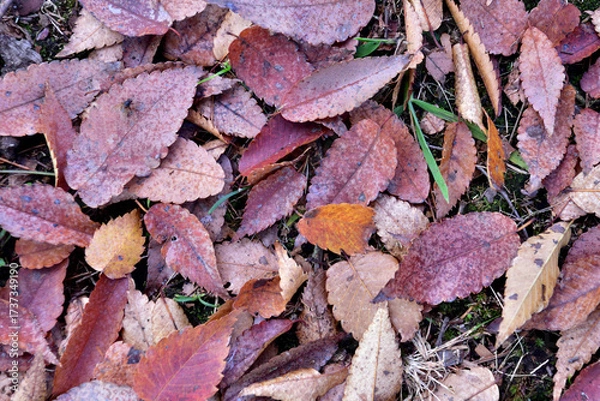 Fototapeta 秋の枯れ葉