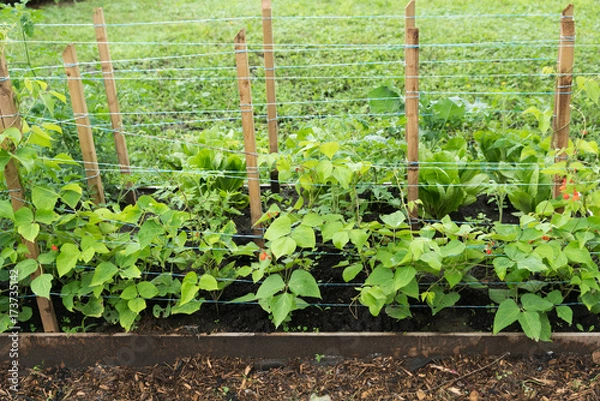 Fototapeta Scarlet runner beans growing in home garden with wooden stakes and string