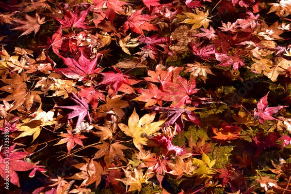 Fototapeta もみじの葉