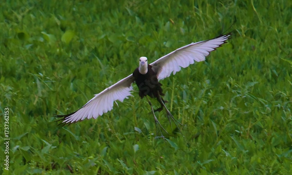 Fototapeta White wagtail bird in flight over green grass field