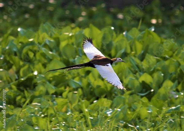 Fototapeta Colorful bird in flight over lush green vegetation