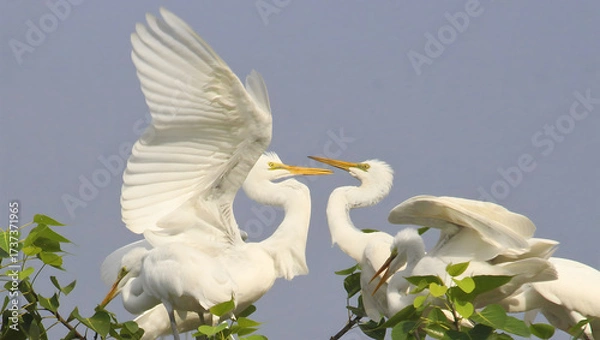 Fototapeta Two great egrets interacting with wings spread in a tree