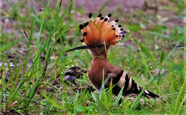 Fototapeta A hoopoe bird with its crest raised standing in green grass