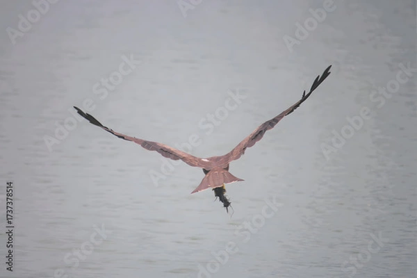 Fototapeta Roseate spoonbill in flight with wings spread wide against a pale sky