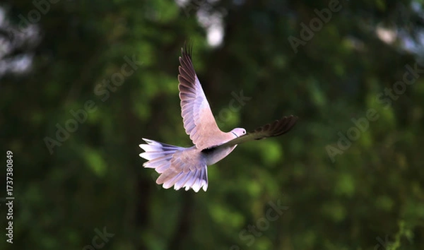 Fototapeta A dove in flight with wings spread against a blurred green background