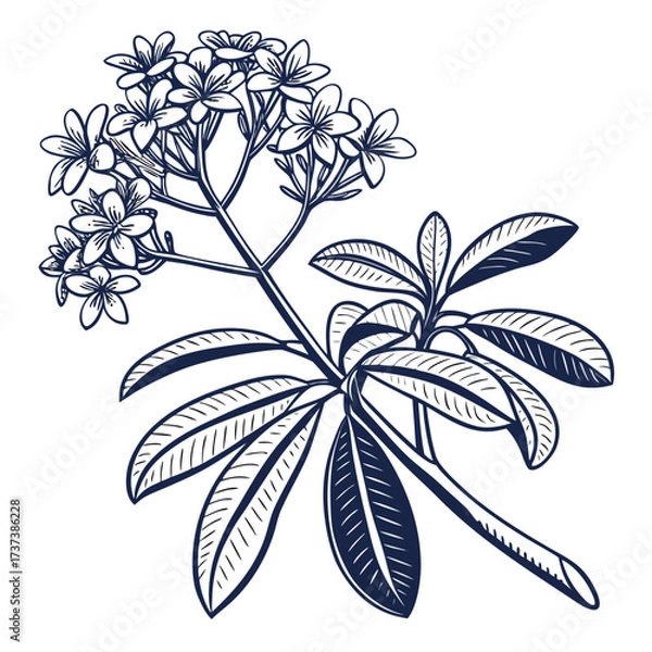 Fototapeta euphorbia vector