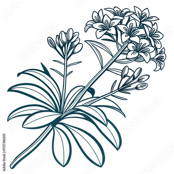 Fototapeta black and white euphorbia