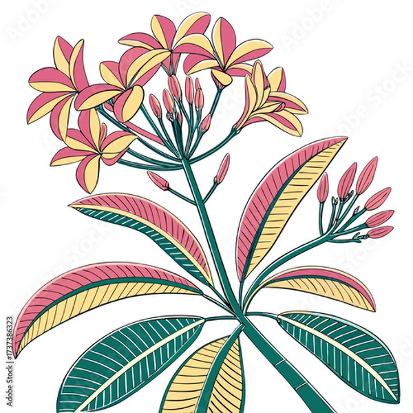 Fototapeta euphorbia on white background 