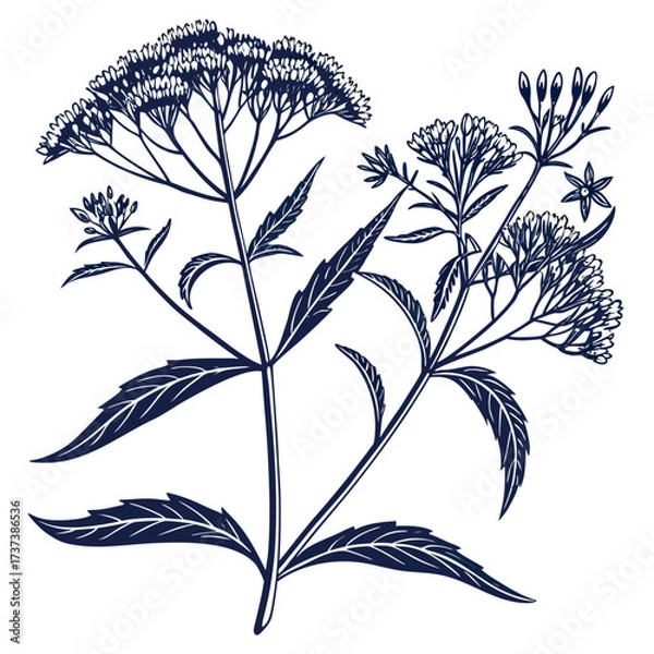Fototapeta black and white eupatorium maculatum