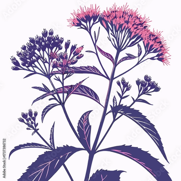 Fototapeta eupatorium maculatum vector