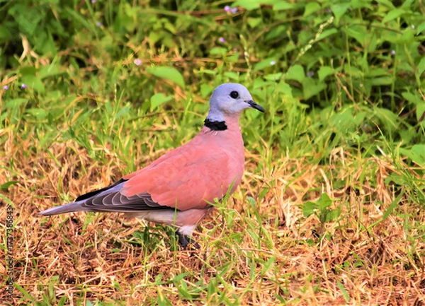 Fototapeta A red collared dove stands on grassy ground with green foliage background
