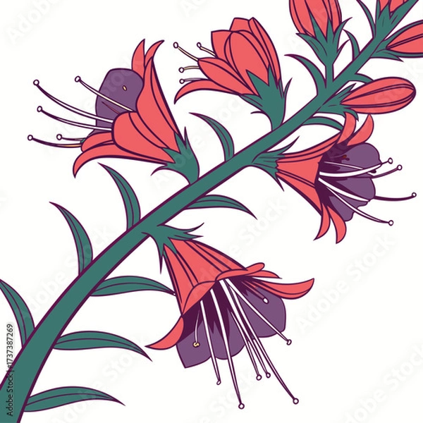 Fototapeta echium wildpretii on white background 
