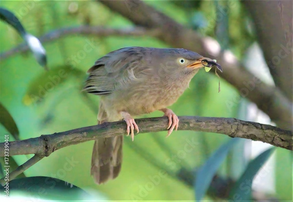 Fototapeta Small brown bird perched on a branch with insect in beak