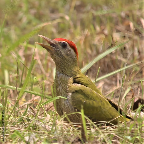 Fototapeta Green woodpecker bird with red head feathers in grassy field looking up