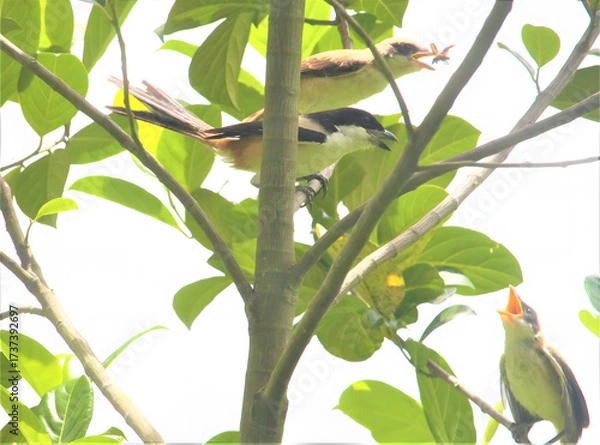 Fototapeta Two small birds perched on green leafy branches in bright daylight