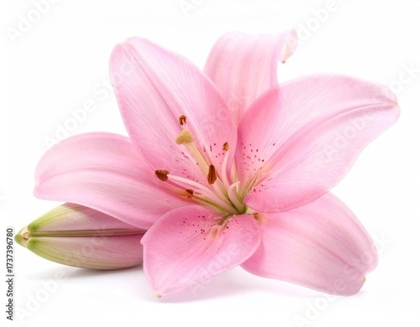 Obraz Close-up of a radiant, soft pink lily with buds against a clean white backdrop