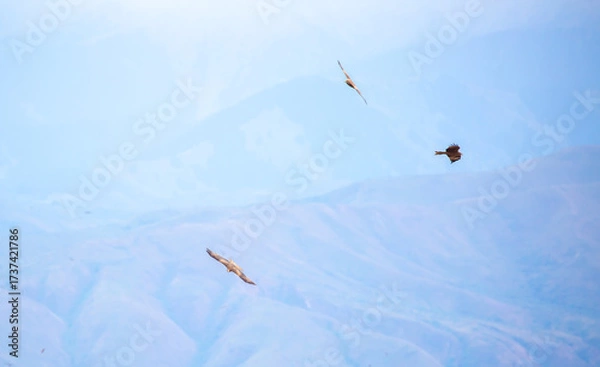 Fototapeta A flock of eagles flying over the mountains. Golden eagles in free flight. Wild birds of prey have gathered in a flock and are flying above the ground.