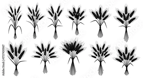 Fototapeta Illustrations of various wheat stalks and bundles in a stylized graphic design.