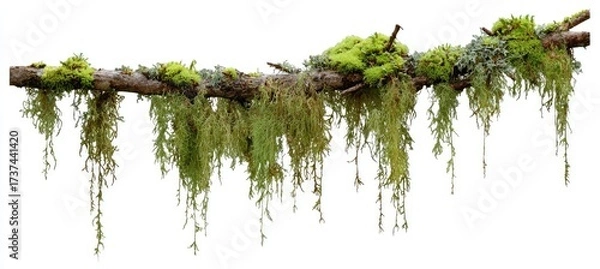 Fototapeta Moss-draped branch with long, hanging tendrils and clumps of moss on the upper surface, isolated on a white background