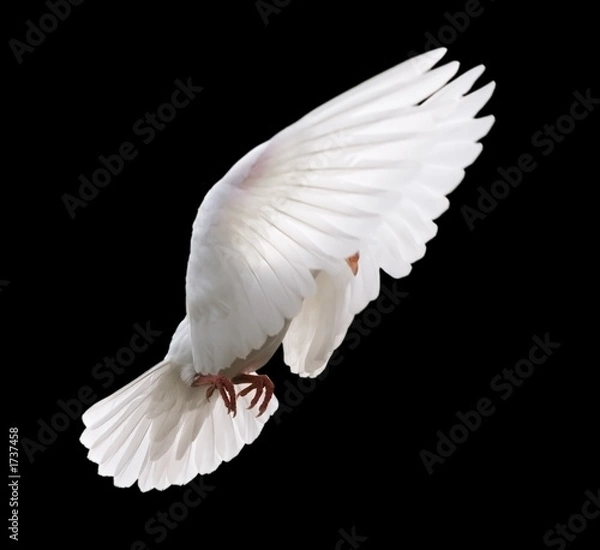Obraz biała gołębica w locie 4