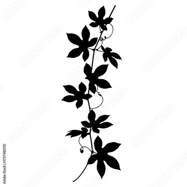 Fototapeta Silhouette of a passion flower vine with detailed leaves and tendrils botanical design element silhouette flat design vector illustration white background