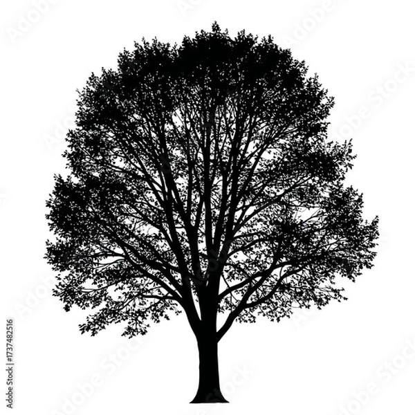 Fototapeta Detailed black silhouette of a mature deciduous tree with dense foliage and branches silhouette flat design vector illustration white background