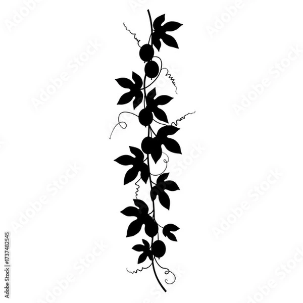 Fototapeta Elegant silhouette of a delicate vine with leaves and berries for decorative use silhouette flat design vector illustration white background
