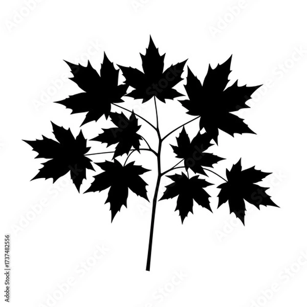 Fototapeta Black silhouette of a maple tree branch with multiple leaves for natural and seasonal designs silhouette flat design vector illustration white background