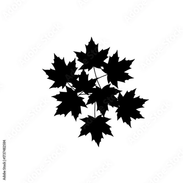 Fototapeta Black maple leaf cluster silhouette decorative element for autumn and canadian themed designs silhouette flat design vector illustration white background