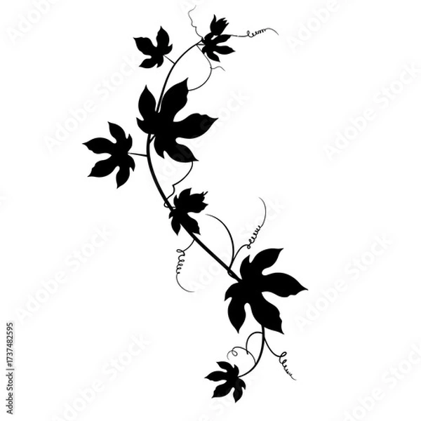 Fototapeta Elegant black silhouette of climbing ivy vine with detailed leaves and swirling tendrils silhouette flat design vector illustration white background
