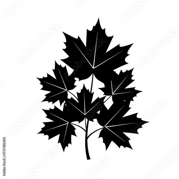 Fototapeta Black maple leaves silhouette graphic design element for autumn and fall themed projects silhouette flat design vector illustration white background