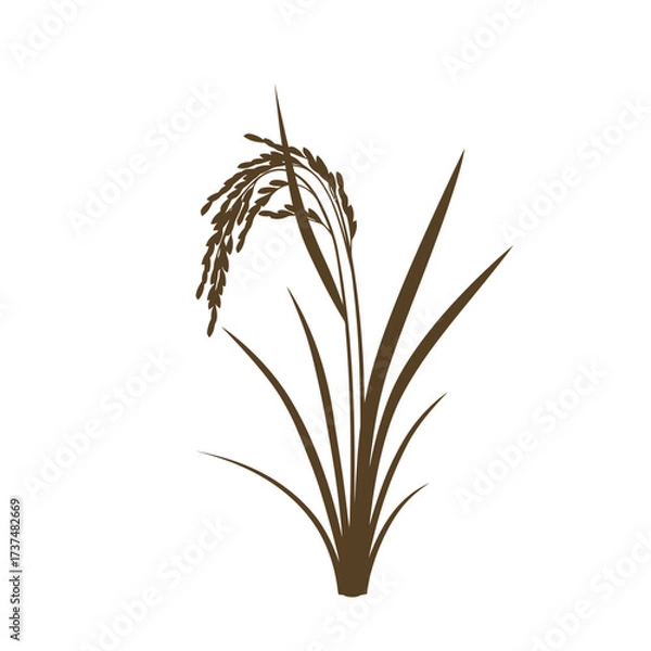 Fototapeta Detailed image of a ripe rice plant with grains and leaves isolated on white silhouette flat design vector illustration white background
