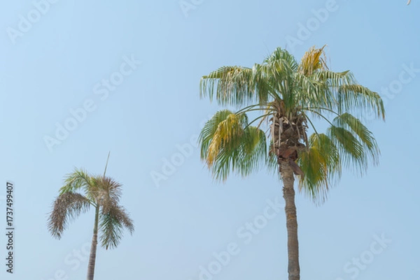 Fototapeta High palm trees on the blue sky background 
